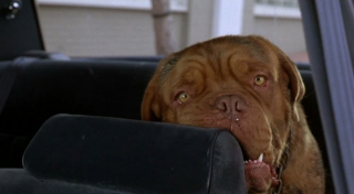 Hooch Dans Turner Et Hooch 1989