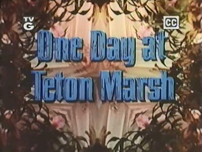 One Day at Teton Marsh